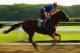 ELMONT, NY - JUNE 03: Kentucky Derby and Preakness winner California Chrome, with exercise rider Willie Delgado up, trains on the main track at Belmont Park on June 3, 2014 in Elmont, New York. He is scheduled to race for the Triple Crown in the 146th running of the Belmont Stakes (Photo by Al Bello/Getty Images)