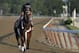 Commanding Curve takes a lap with exercise rider Emerson Chavez up during a workout at Belmont Park Tuesday, June 3, 2014, in Elmont, N.Y. Commanding Curve will be one of several challengers looking to spoil California Chrome's bid at a Triple Crown when they race in the 146th running of the Belmont Stakes on Saturday. (AP Photo/Julie Jacobson)