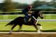 ELMONT, NY - JUNE 03: Ride On Curlin with exercise rider Bryan Baccia up, trains on the main track at Belmont Park on June 3, 2014 in Elmont, New York. He is scheduled to race in the 146th running of the Belmont Stakes (Photo by Al Bello/Getty Images)