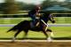 ELMONT, NY - JUNE 03: Ride On Curlin with exercise rider Bryan Baccia up, trains on the main track at Belmont Park on June 3, 2014 in Elmont, New York. He is scheduled to race in the 146th running of the Belmont Stakes (Photo by Al Bello/Getty Images)