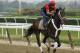 Belmont Stakes hopeful Ride On Curlin takes a lap around the track during a workout at Belmont Park, Wednesday, June 4, 2014, in Elmont, N.Y. Ride On Curlin will be one of several challengers looking to spoil California Chrome's bid at a Triple Crown when they race in the 146th running of the Belmont Stakes horse race on Saturday. (AP Photo/Garry Jones)