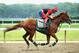 ELMONT, NY - JUNE 04: Kentucky Derby and Preakness winner California Chrome, with exercise rider Willie Delgado up, trains on the main track at Belmont Park on June 4, 2014 in Elmont, New York He is scheduled to race for the Triple Crown in the 146th running of the Belmont Stakes (Photo by Al Bello/Getty Images)