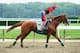 ELMONT, NY - JUNE 04: Kentucky Derby and Preakness winner California Chrome, with exercise rider Willie Delgado up, trains on the main track at Belmont Park on June 4, 2014 in Elmont, New York He is scheduled to race for the Triple Crown in the 146th running of the Belmont Stakes (Photo by Al Bello/Getty Images)