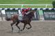 Exercise rider Willie Delgado gallops California Chrome around the track at Belmont Park, Wednesday, June 4, 2014, in Elmont, N.Y. The Kentucky Derby and Preakness Stakes winner will attempt to become the first Triple Crown winner since Affirmed in 1978 when he races in the 146th running of the Belmont Stakes on Saturday.(AP Photo/Peter Morgan)