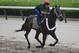 Belmont Stakes hopeful Ride On Curlin gallops down the front stretch with exercise rider Bryan Beccia up during a workout at Belmont Park, Thursday, June 5, 2014, in Elmont, N.Y. The runner up in the Preakness Stakes will be one of ten challengers looking to spoil California Chrome's bid at a Triple Crown when they race in the 146th running of the Belmont Stakes horse race on Saturday.(AP Photo/Julie Jacobson)