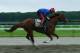 ELMONT, NY - JUNE 05: Kentucky Derby and Preakness winner California Chrome, with exercise rider Willie Delgado up, trains on the main track at Belmont Park on June 5, 2014 in Elmont, New York He is scheduled to race for the Triple Crown in the 146th running of the Belmont Stakes (Photo by Al Bello/Getty Images)