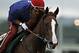 California Chrome, with exercise rider Willie Delgado in the saddle, gallops in the rain at Belmont Park race track in Elmont, NY., Thursday, June 5, 2014. On Saturday, June 7th, California Chrome will attempt to be the first horse in 36 years to capture horse racing's Triple Crown by winning the Belmont Stakes. (AP Photo/Garry Jones)
