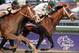 Nov 2, 2013; Arcadia, CA, USA; Gary Stevens aboard Mucho Macho Man sprints ahead of Luis Saez aboard Will Take Charge to the finish during twelve of the 2013 Breeders' Cup Championships at Santa Anita Park. Mandatory Credit: Richard Mackson-USA TODAY Sports