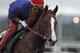 California Chrome, with exercise rider Willie Delgado in the saddle, gallops in the rain at Belmont Park race track in Elmont, NY., Thursday, June 5, 2014. (AP Photo/Garry Jones)