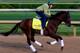 LOUISVILLE, KY - MAY 01: Kentucky Derby contender Samraat in action on the track during early morning workouts at Churchill Downs on May 1, 2014 in Louisville, Kentucky. (Photo by Jamie Squire/Getty Images)