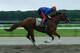 ELMONT, NY - JUNE 05: Kentucky Derby and Preakness winner California Chrome, with exercise rider Willie Delgado up, trains on the main track at Belmont Park on June 5, 2014 in Elmont, New York He is scheduled to race for the Triple Crown in the 146th running of the Belmont Stakes (Photo by Al Bello/Getty Images)