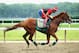 ELMONT, NY - JUNE 04: Kentucky Derby and Preakness winner California Chrome, with exercise rider Willie Delgado up, trains on the main track at Belmont Park on June 4, 2014 in Elmont, New York He is scheduled to race for the Triple Crown in the 146th running of the Belmont Stakes (Photo by Al Bello/Getty Images)