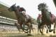 ELMONT, NY - JUNE 07: Tonalist #11 (L), ridden by Joel Rosario, races to the finish line enroute to winning the 146th running of the Belmont Stakes at Belmont Park on June 7, 2014 in Elmont, New York. (Photo by Rob Carr/Getty Images)
