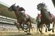 ELMONT, NY - JUNE 07: Tonalist #11 (L), ridden by Joel Rosario, races to the finish line enroute to winning the 146th running of the Belmont Stakes at Belmont Park on June 7, 2014 in Elmont, New York. (Photo by Rob Carr/Getty Images)
