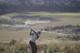 Martin Kaymer tees off among the native grass and dog fennel.