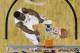 Florida center Patric Young (4) dunks as Connecticut guard/forward Niels Giffey (5) looks on during the second half of the NCAA Final Four tournament college basketball semifinal game Saturday, April 5, 2014, in Arlington, Texas. (AP Photo/David J. Phillip)