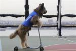 The Smartest Pets in Sports