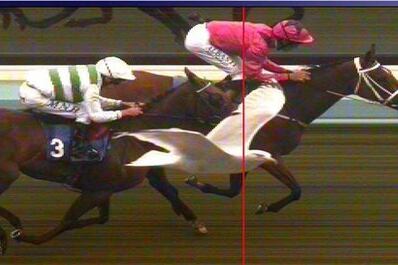 Seagull Swoops in Race Photo Finish