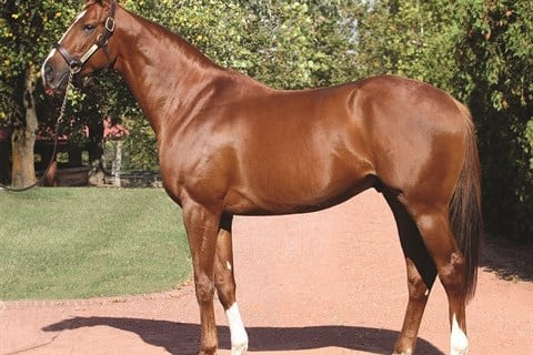 Prominent Sire Beau Genius Dies at 29