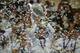 Real's Cristiano Ronaldo, centre, lifts the Champion League trophy, at the end of the Champions League final soccer match between Atletico Madrid and Real Madrid, at the Luz stadium, in Lisbon, Portugal, Saturday, May 24, 2014. (AP Photo/Manu Fernandez)