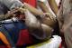 Indiana Pacers' Paul George is taken off the court after he was injured during the USA Basketball Showcase game Friday, Aug. 1, 2014, in Las Vegas. (AP Photo/John Locher)