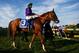 BALTIMORE, MD - MAY 17: Victor Espinoza rides atop California Chrome #3 during the post parade for the 139th running of the Preakness Stakes at Pimlico Race Course on May 17, 2014 in Baltimore, Maryland. (Photo by Patrick Smith/Getty Images)