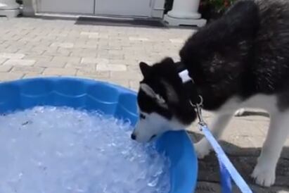 UConn's Dog Mascot Takes the Ice Bucket Challenge, Calls out Uga