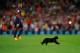 BARCELONA, SPAIN - AUGUST 24: A cat invades the pitch at the start of the La Liga match between FC Barcelona and Elche FC at Camp Nou stadium on August 24, 2014 in Barcelona, Spain. (Photo by Denis Doyle/Getty Images)