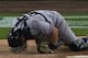 New York Yankees catcher Francisco Cervelli lies at home plate after being hit by a pitch as Detroit Tigers' Rajai Davis looks on in the fifth inning of a baseball game in Detroit, Wednesday, Aug. 27, 2014. (AP Photo/Paul Sancya)