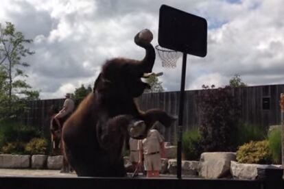 Watch This Elephant Dunk a Basketball