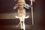 Angler Catches Terrifying Shrimp-Like Creature