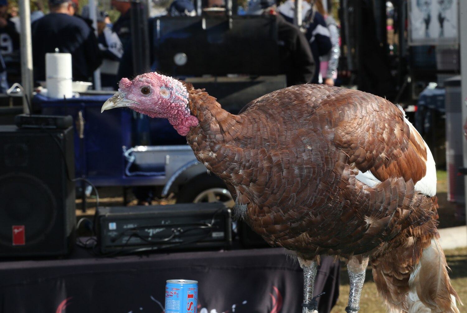 Fantasy Football Week 13: Complete Thanksgiving Preview ...