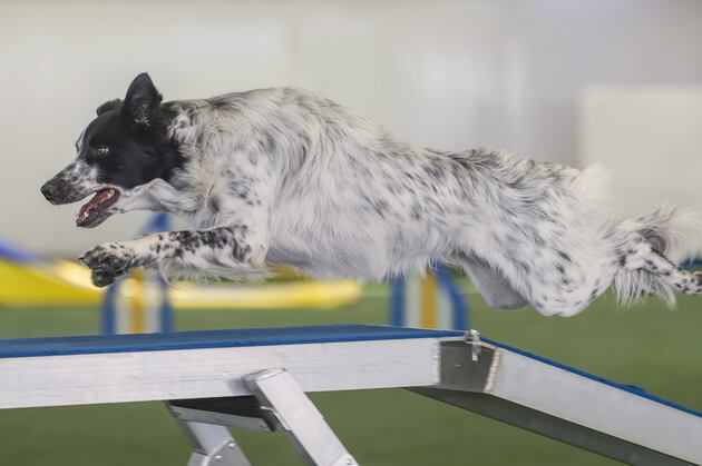 national show tv schedule national show 2014 tv schedule live top breeds and more bleacher report national show tv schedule national show 2014 tv schedule live top breeds and more bleacher report