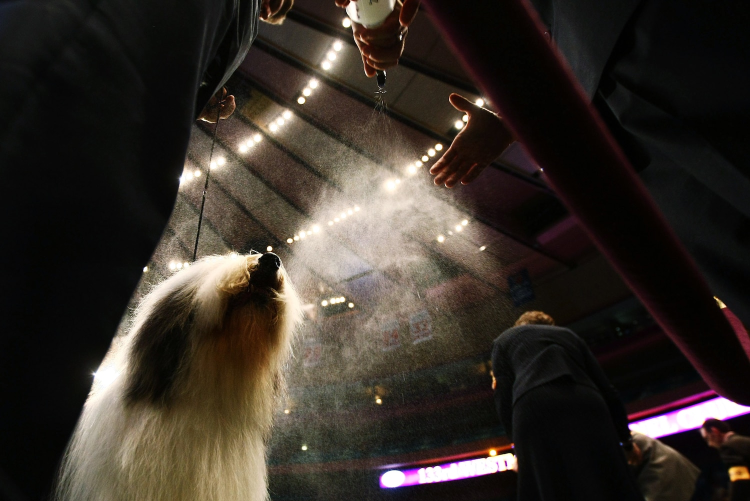 Http Www Nbcsports Com Dog Show Http Www Nbcsports Com Dog Show