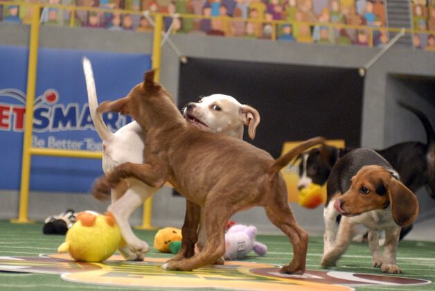 puppy bowl start time puppy bowl xi 2015 tv start time live schedule and draft info puppy bowl start time puppy bowl xi 2015 tv start time live schedule and draft info