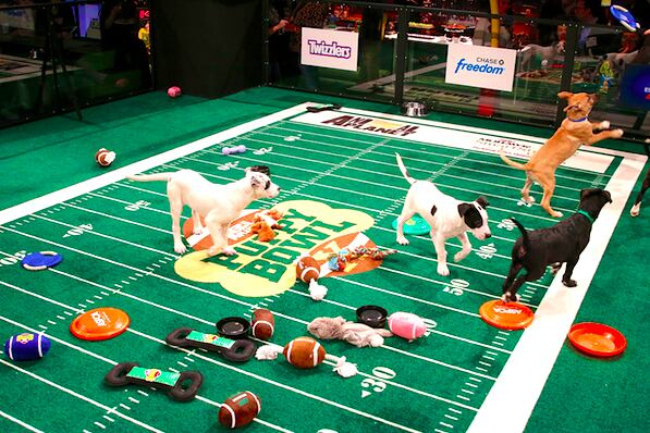 puppy bowl start time puppy bowl xi 2015 tv start time live schedule and draft info puppy bowl start time puppy bowl xi 2015 tv start time live schedule and draft info