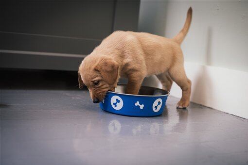 puppy bowl highlights puppy bowl xi 2015 recap mvp highlights and reaction bleacher report puppy bowl highlights puppy bowl xi 2015 recap mvp highlights and reaction bleacher report
