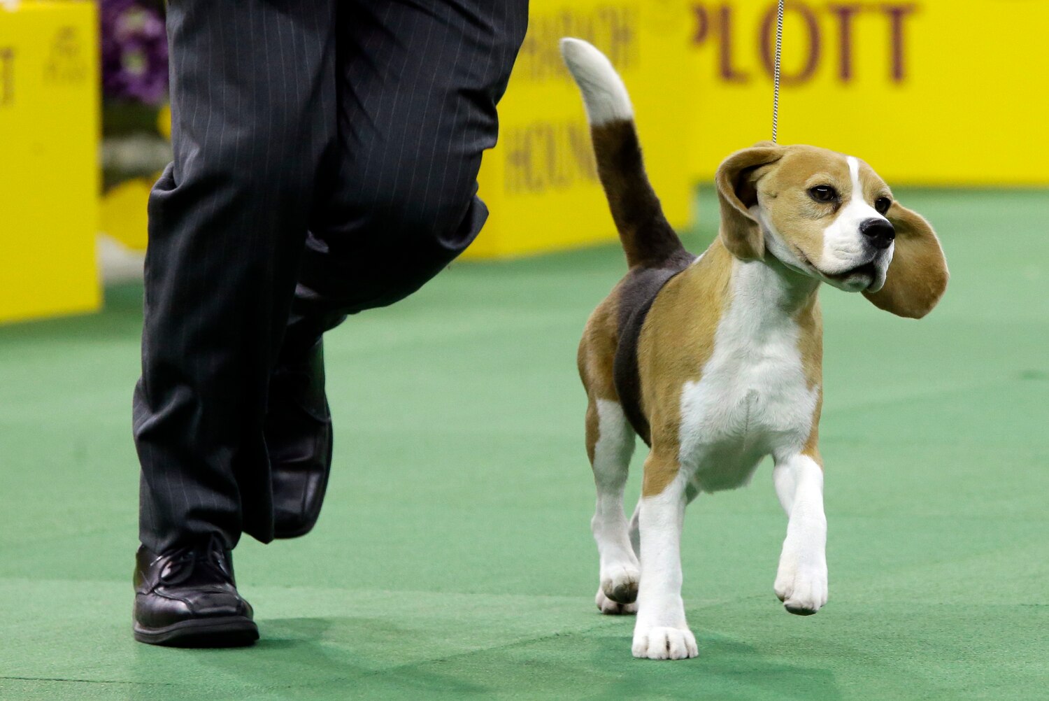 Westminster Dog Show Tv Coverage Westminster Dog Show Tv Coverage