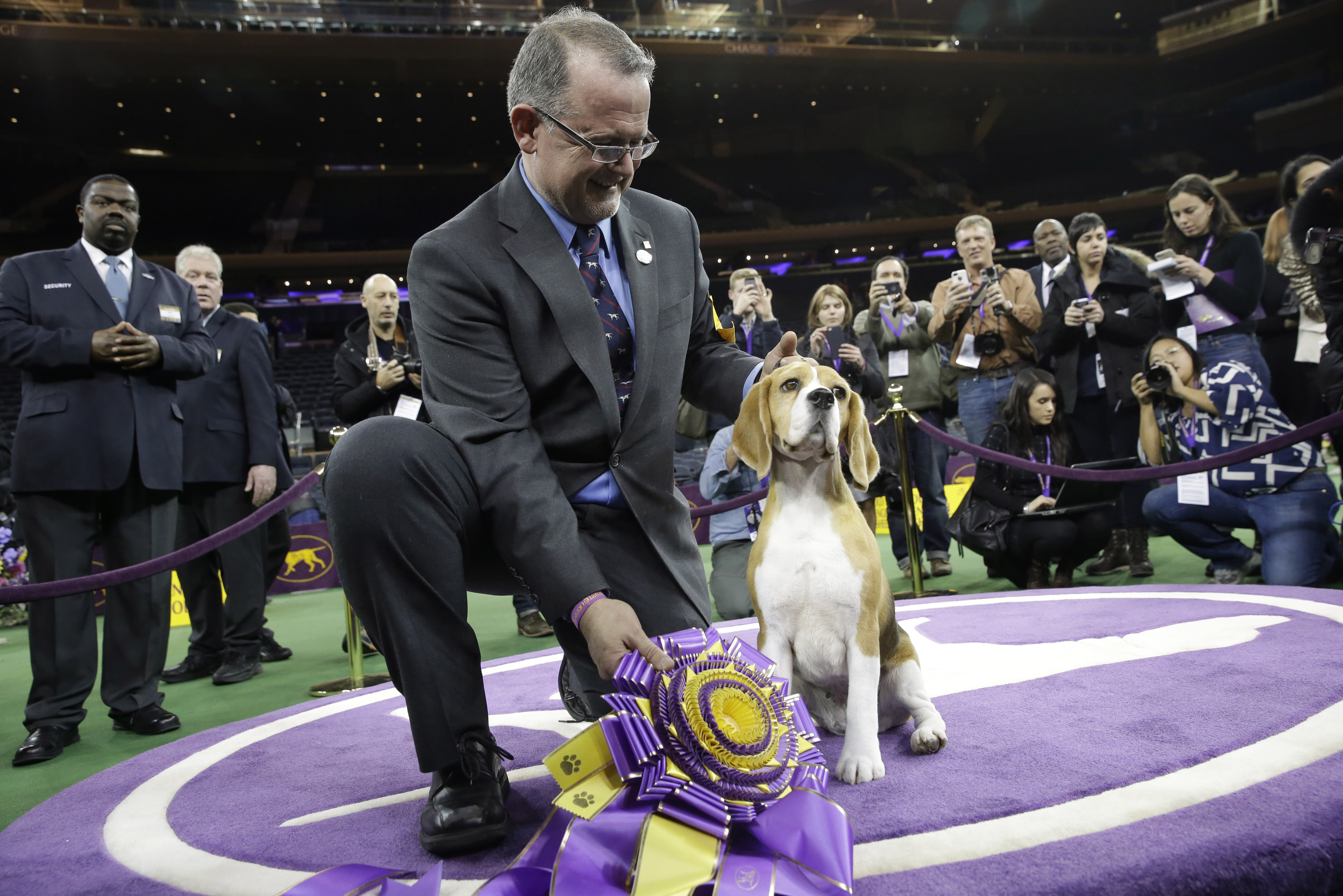 Westminster Dog Show 2015 Results: Best of Breed Winners and Day 2 Recap | Bleacher Report
