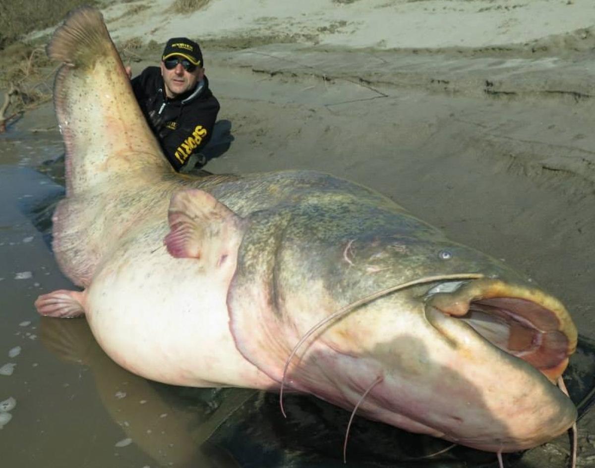 report-pro-angler-catches-280-pound-nightmare-catfish-in-italy