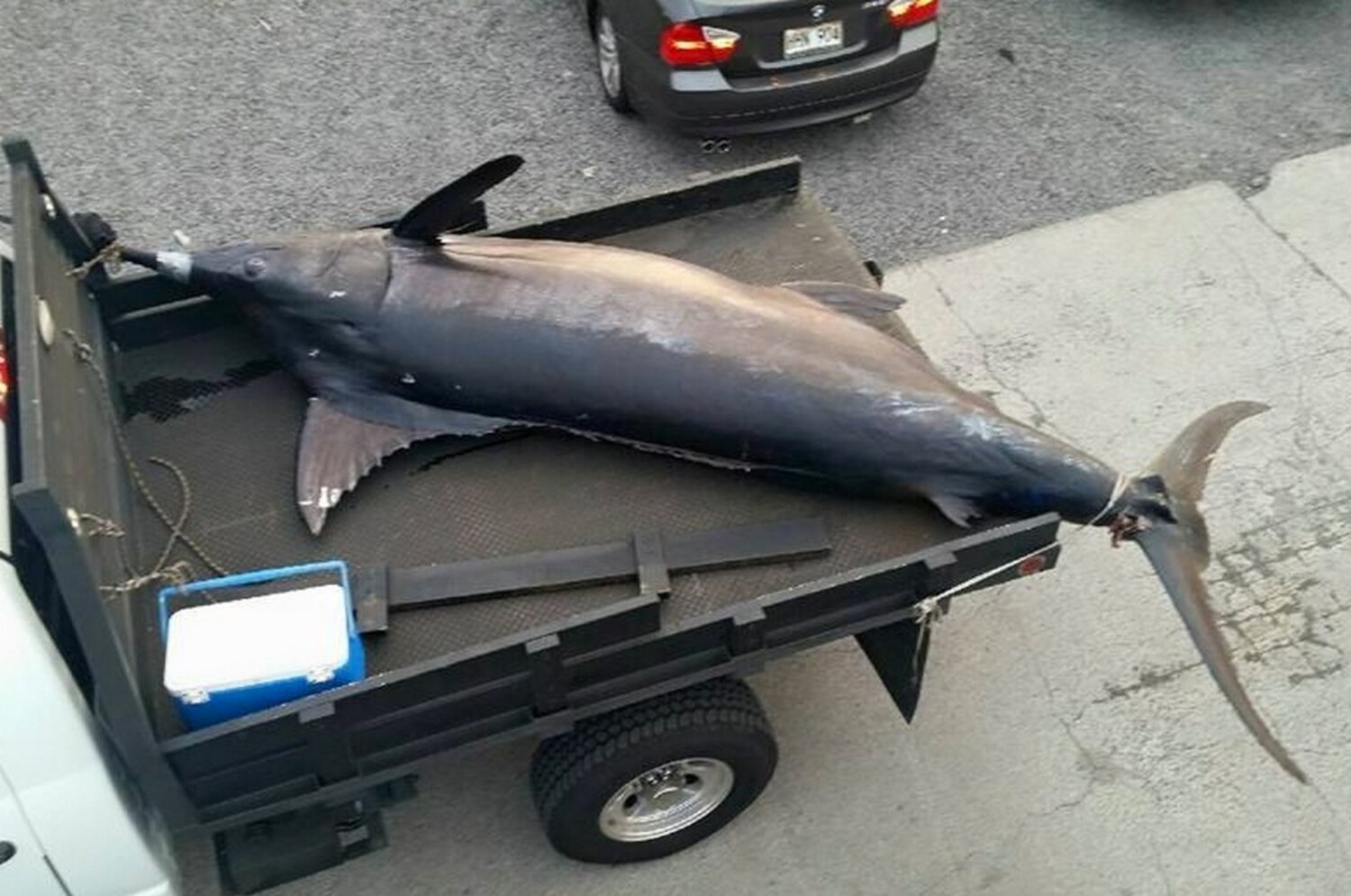 Just Look at This Big Old Blue Marlin Caught by Anglers off Hawaiian
