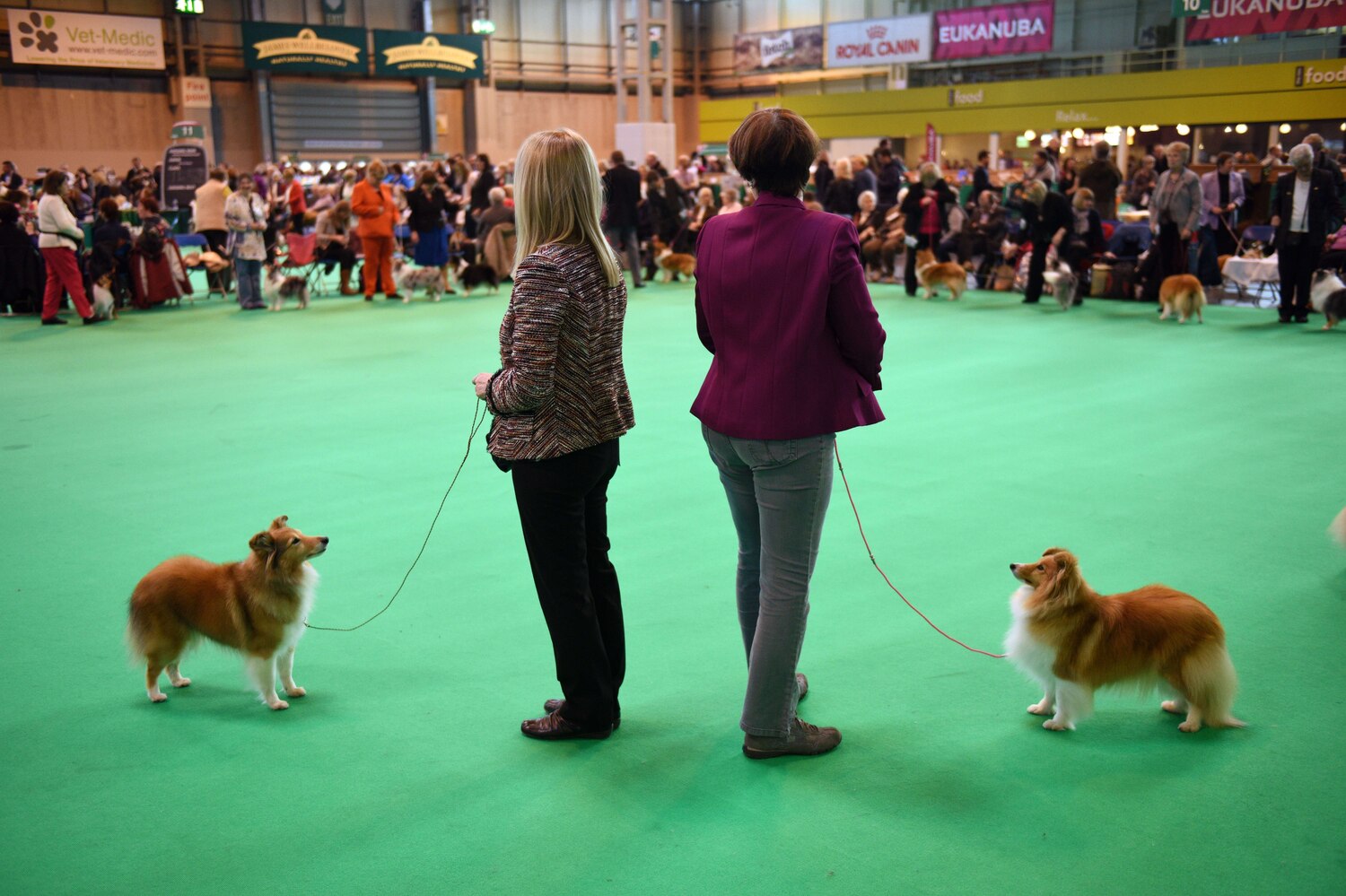 national show tv schedule national show 2015 tv schedule live top breeds and more bleacher report national show tv schedule national show 2015 tv schedule live top breeds and more bleacher report