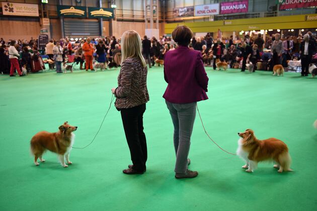 national show tv schedule national show 2015 tv schedule live top breeds and more bleacher report national show tv schedule national show 2015 tv schedule live top breeds and more bleacher report