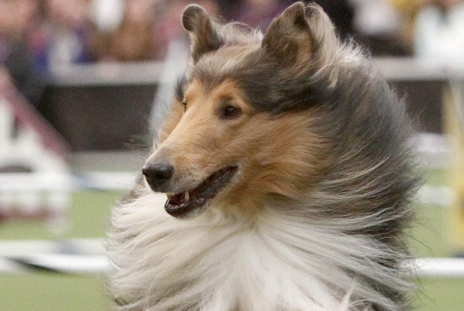 National Dog Show 2015 Results: Best in Show and List of Winners | Bleacher Report