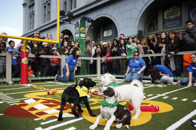 puppy bowl start time puppy bowl xii 2016 tv start time live schedule and draft info puppy bowl start time puppy bowl xii 2016 tv start time live schedule and draft info