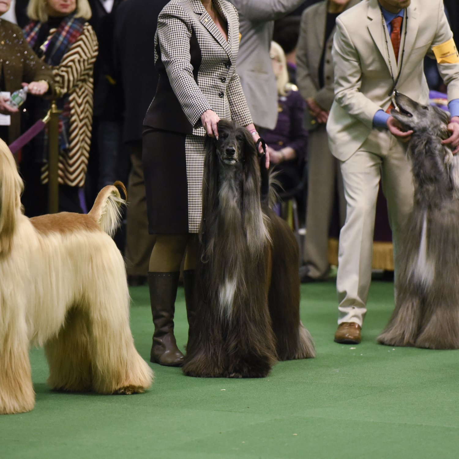 Westminster Dog Show 2016 Results: Best of Breed Winners and Monday Recap | Bleacher ...