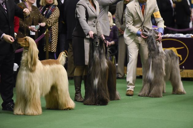 winner of westminster show westminster show 2016 results best of breed winners and monday recap bleacher winner of westminster show westminster show 2016 results best of breed winners and monday recap bleacher