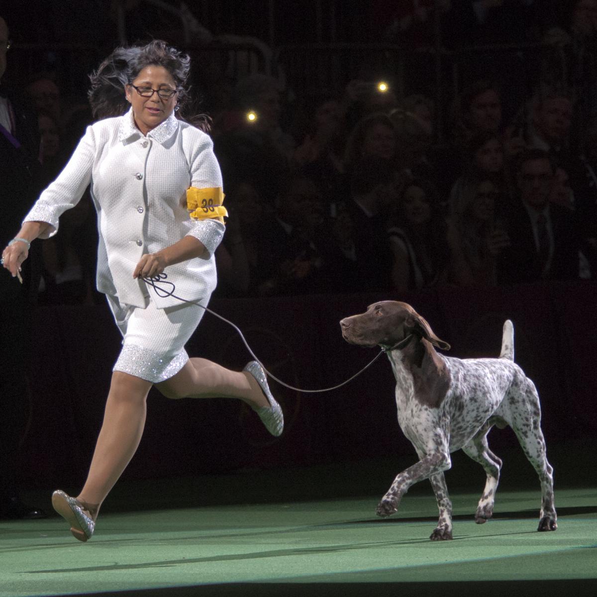 Westminster Dog Show 2016 Results: Best of Breed Winners and Day 2 Recap | Bleacher ...