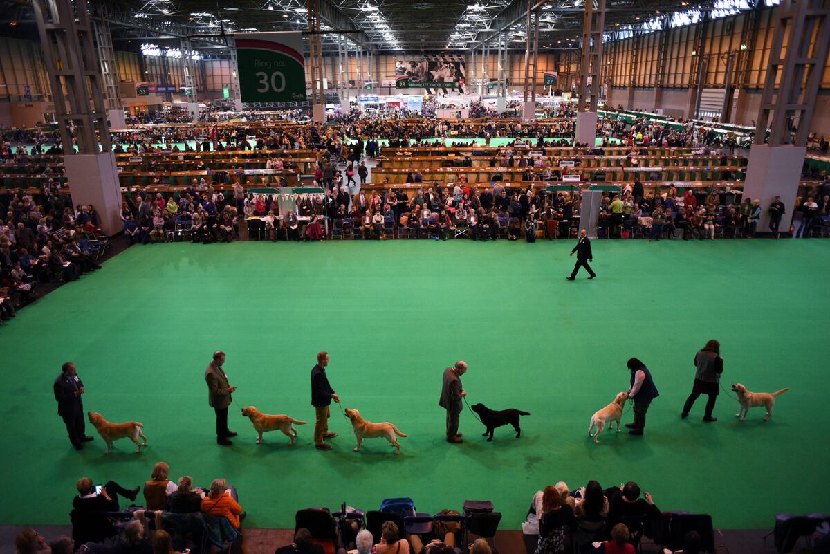 Crufts Dog Show Tv Schedule Usa Crufts Dog Show Tv Schedule Usa