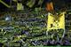 Fussball, 1. Bundesliga, Saison 2010/11, 7. Spieltag, Borussia Dortmund - FC Bayern Muenchen, Sonntag (03.10.10), Signal Iduna Park, Dortmund: Dortmunder Fans stehen in der Suedkurve. Das Spiel endete 2:0. Foto: Sascha Schuermann/dapd